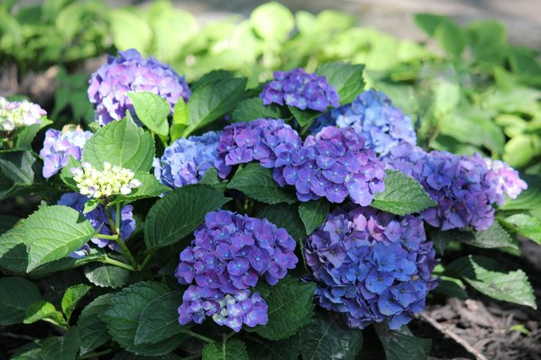 Unveil the Best Choices for Crafting a Beautiful and Durable Garden Pathway at Your UK Residence